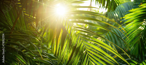 Photo of sun rays passing through the lush green palm tree leaves , summer beach concept