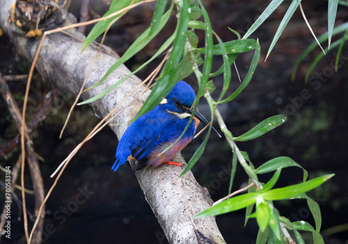 Kingfisher on a branch - Fraser Island (Australia)
