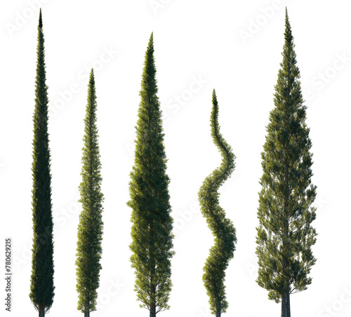 Cupressus sempervirens set mediterranean common cypress (italian, Tuscan, Persian , or pencil pine cypress) frontal isolated png on a transparent background perfectly cutout