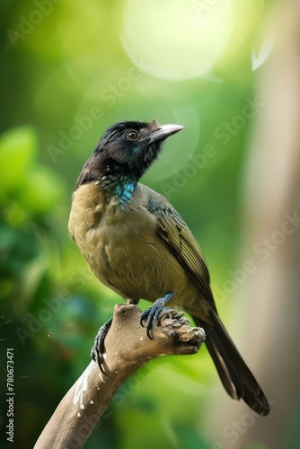 Vibrant bird perched on a branch with lush green bokeh background.