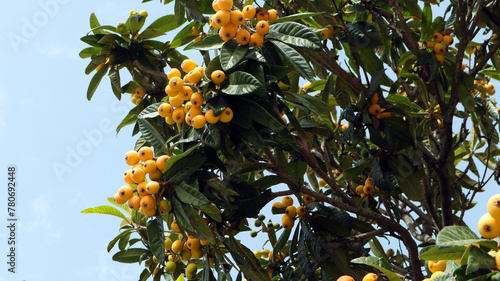 Branch of a loquat medlar fruit plant with ripe sweet yellow fruits and leaves against a blue sky background.