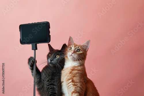 Two funny and adorable cats take a photo together using a special selfie stick. Humor. A couple of cats take a selfie together using a smartphone camera on a soft pink background. Place for text