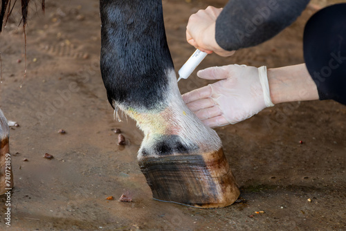 Treatment of horse leg pastern with mud fever in pastern. Lubrication antibacterial ointment for medication.