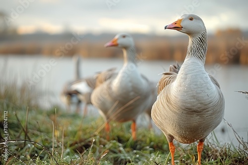 Two elegant Greylag geese stand gracefully by the water's edge, showcasing their textured feathers and serene posture in a natural setting