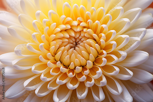 white Chrysanthemum flower pistil , Macro photography