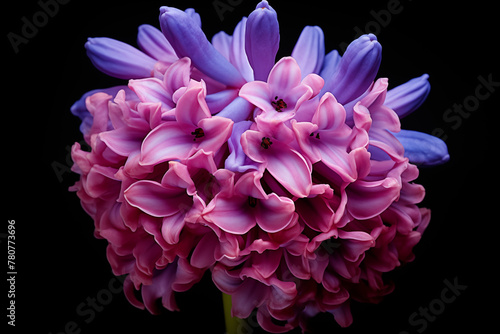 purple Hyacinth flower pistil , Macro photography