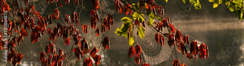 Spinnennetze im Baum am Fluss mit Nebel.