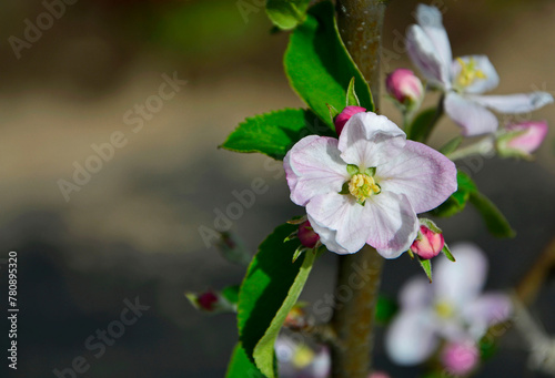 kwitnąca jabłoń, Kwiaty jabłoni w ogrodzie wiosną, kwiaty na gałązce jabłoni wiosną, Malus domestica, blooming apple tree, Pink and white apple blossom flowers on tree in springtime 