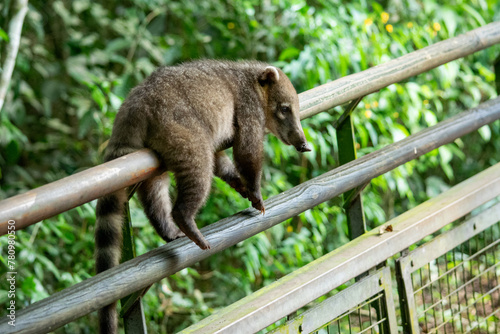 Un coatí (Nasua nasua) descansando en la selva paranaense del Parque Nacional Iguazú