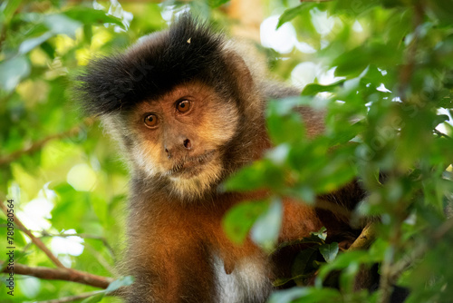 Retrato de un mono caí (Sapajus nigritus) en la selva paranaense del Parque Nacional Iguazú