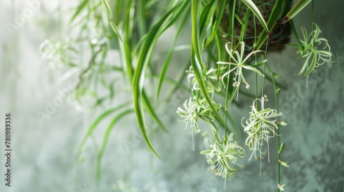 The hanging spider plants gracefully d down their long stems covered in small delicate flowers that add a pop of color to the wall. .