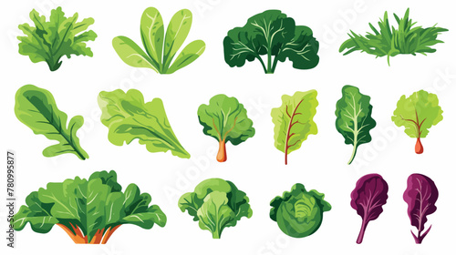 Collection of fresh salad leaves radicchio lettuce