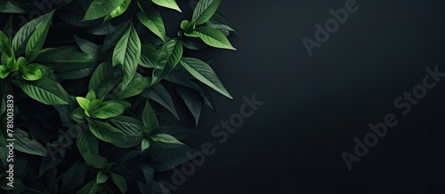 Dark green plant leaves set against a stark black background, creating a striking contrast