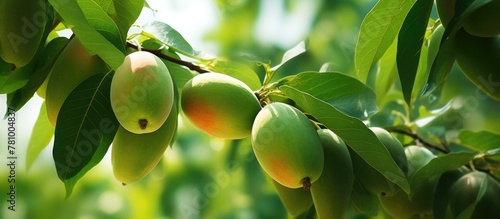 Assorted colorful ripe fruits, such as apples and oranges, hanging abundantly from a lush, green tree