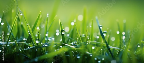 Lush grass blades glistening with dew droplets, reflecting the beauty of nature in a close-up shot