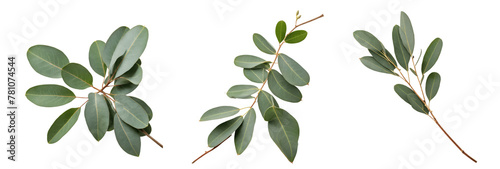 olive branch isolated on transparent background