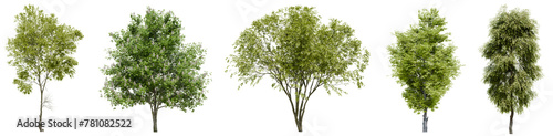 Collection of realistic large woods trees with isolated on transparent background. PNG file, 3D rendering illustration, Clip art and cut out