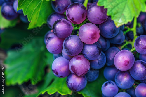 Ripe vine grapes cluster close-up