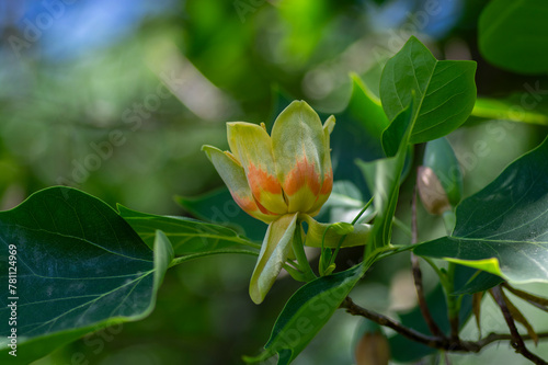 Liriodendron tulipifera beautiful ornamental tree in bloom, American tulip tree tulipwood flowering, flower on the branch