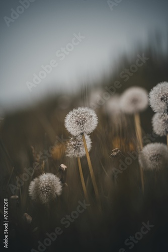 Selective focus shot of common dandelions in the field with blur background