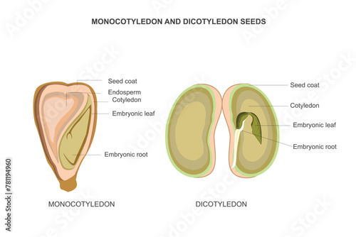 Monocot seeds have one cotyledon like corn. Dicot seeds have two cotyledons like beans, providing stored nutrients for germination.Biological illustration