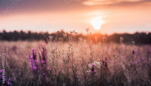beautiful panoramic natural landscape with a beautiful bright textured sunset over a field of purple wild grass and flowers selective focusing on foreground