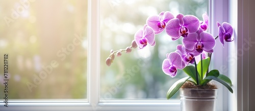 Purple orchid on windowsill