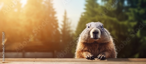 Groundhog on wooden surface
