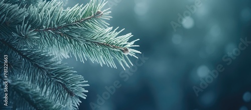 Snow-covered pine branch close-up