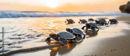 Baby turtles walk on beach at dusk