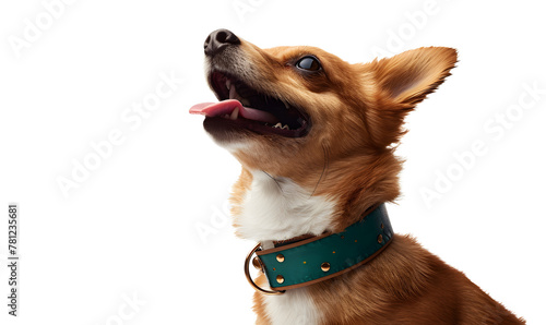 Happy Basenji with Tongue Out