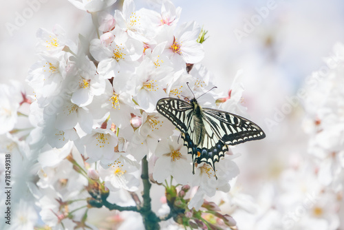 美しいソメイヨシノ（桜）の間を飛び回る美しいアゲハチョウ。日本国神奈川県横浜市鶴見区、矢向一丁目公園にて。 2024年4月7日撮影。Beautiful Asian Swallowtail butterfly (Papilionidae) flitting among the beautiful Someiyoshino sakura (Cerasus x yedoensis, cherry