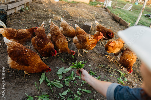 A woman's hand feeds green leaves to a group of red hens on a private farm. Brown chickens close up on free range outside, organic farmer feeding chickens grass