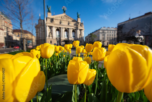 Flowerbed with yellow tulips in front of Lviv National Opera