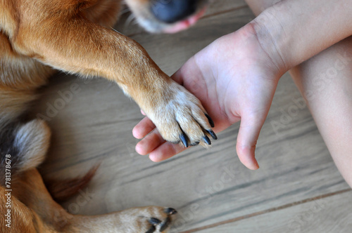pata de cachorro doméstico com mão de menina , amor canino , melhor amigo 