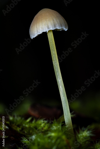 Psilocybin Mushrooms growing in the wild - Edible wild psychedelic mushrooms 