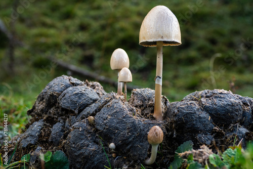 Psilocybin Mushrooms growing in the wild - Edible wild psychedelic mushrooms 