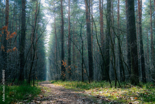 Mroczna ścieżka w lesie, słońce zza drzew