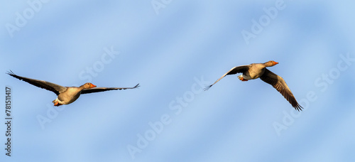 pair of greylag geese in flight against the blue sky