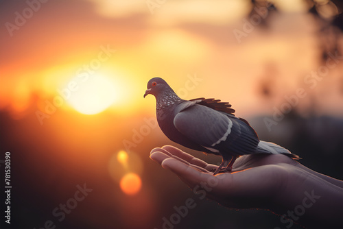 Man feeding pigeon from his hand at Qurum beach in Muscat city, Sultanate of Oman