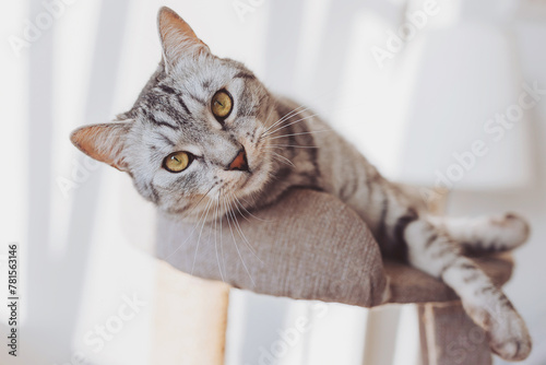 Silver tabby cat with sratching furniture. short hair cat playing on cat tower. Cute pet on cat tree at home. 