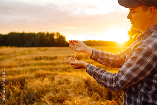 Farmer hands pour grain into field from hand to handon the background of a wheat field at sunset. Agriculture, gardening or ecology concept.