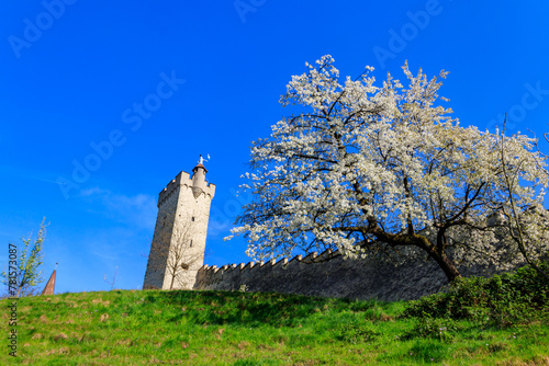 Tower in city wall of Lucerne (Musegg Wall) and white blossoming cherry tree at spring in Lucerne, Switzerland