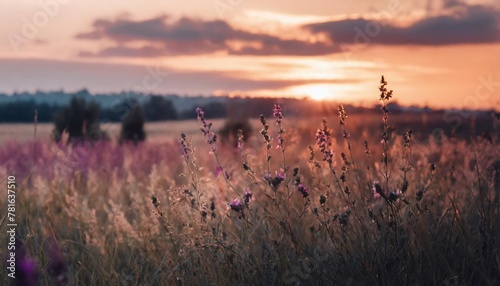 beautiful panoramic natural landscape with a beautiful bright textured sunset over a field of purple wild grass and flowers selective focusing on foreground