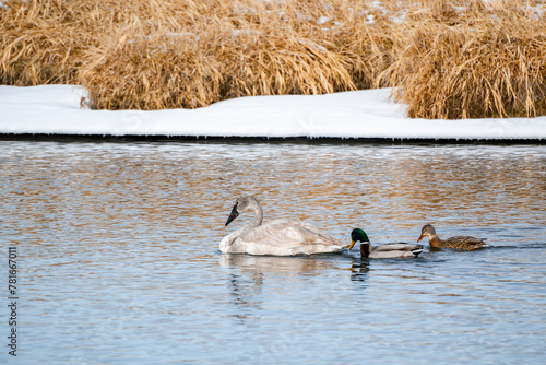 Winter landscape with a juvenile trumpeter swan and a pair of mallard ducks