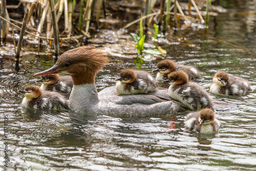 Gänsesäger mit Nachwuchs | Kücken | Entenvogel