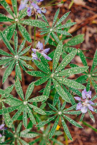 Downward view of lupine leaves with water drops before flowering