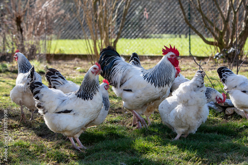 Coq sussex et poules dans un jardin avec soleil au printemps