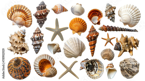Assorted Sea Shells on White Background