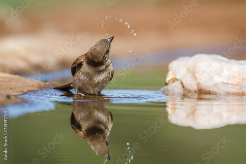 Southern Grey-headed Sparrow bathing in waterhole with reflection in Kruger National park, South Africa ; Specie family Passer diffusus of Passeridae